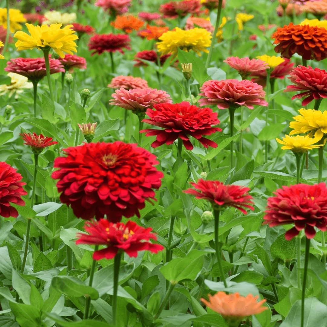 Seeds2Go Zinnia California Giants bloom close-up for vibrant border color.