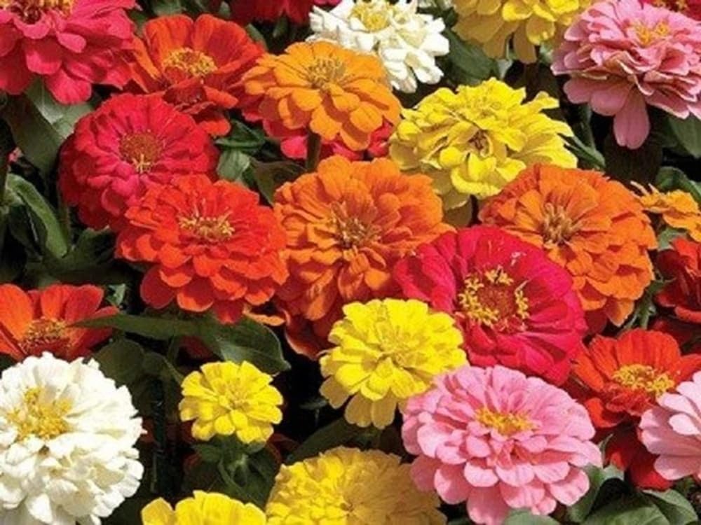 Seeds2Go Zinnia California Giants Mix bloom closeup for garden color.