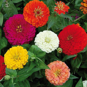 Seeds2Go Zinnia California Giants Mix color varieties attract pollinators.