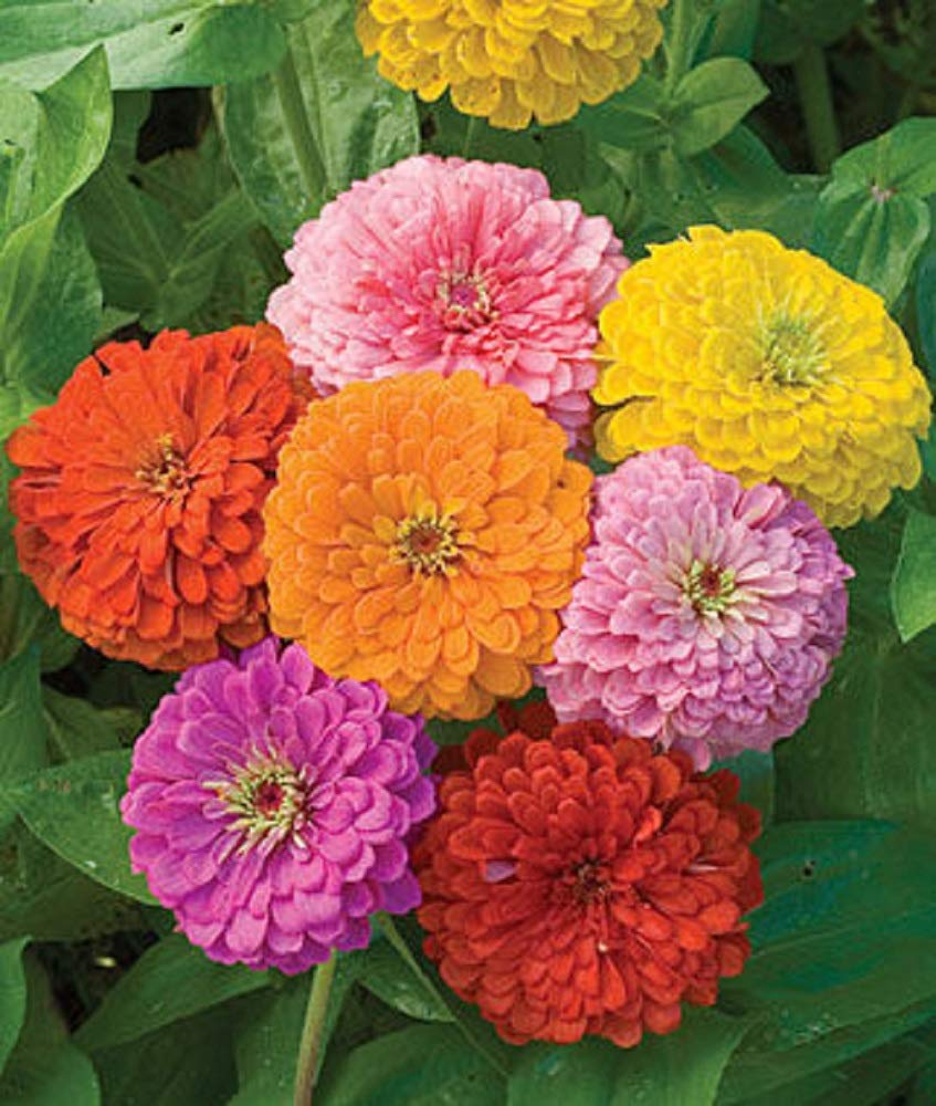 Seeds2Go Zinnia California Giants Mix in garden displays tall, vibrant blooms.