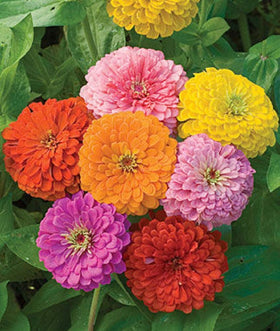 Seeds2Go Zinnia California Giants Mix in garden displays tall, vibrant blooms.