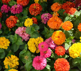 Seeds2Go Zinnia California Giants mixed colors in borders.