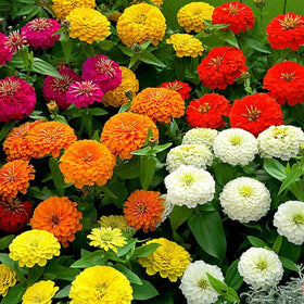 Seeds2Go Zinnia California Giants seeds packet ready.