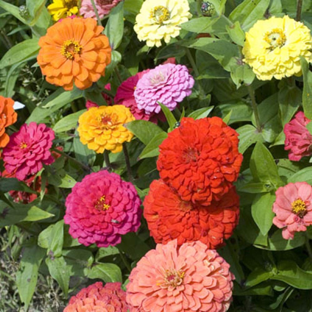 Seeds2Go Zinnia California Giants tall plant in garden bed.