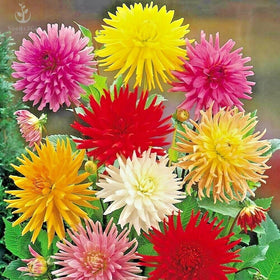 Seeds2Go Zinnia Elegans Cactus Flowered Mix bloom close-up for vibrant garden color