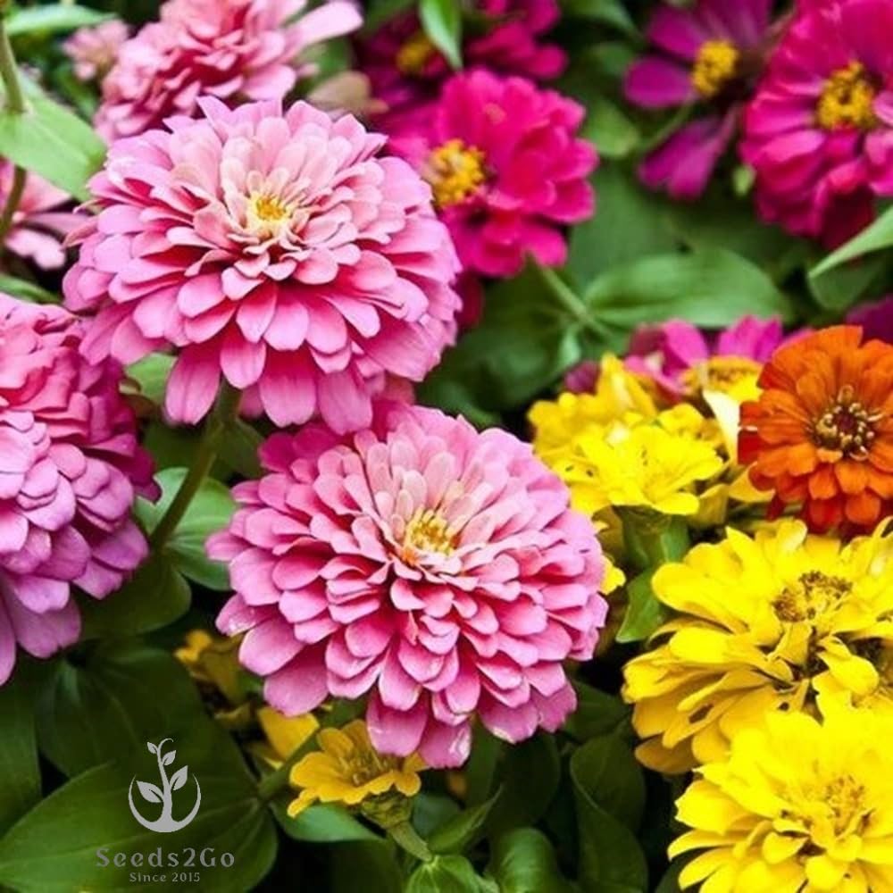 Seeds2Go zinnia giant dahlia mix bloom closeup showing bold petals
