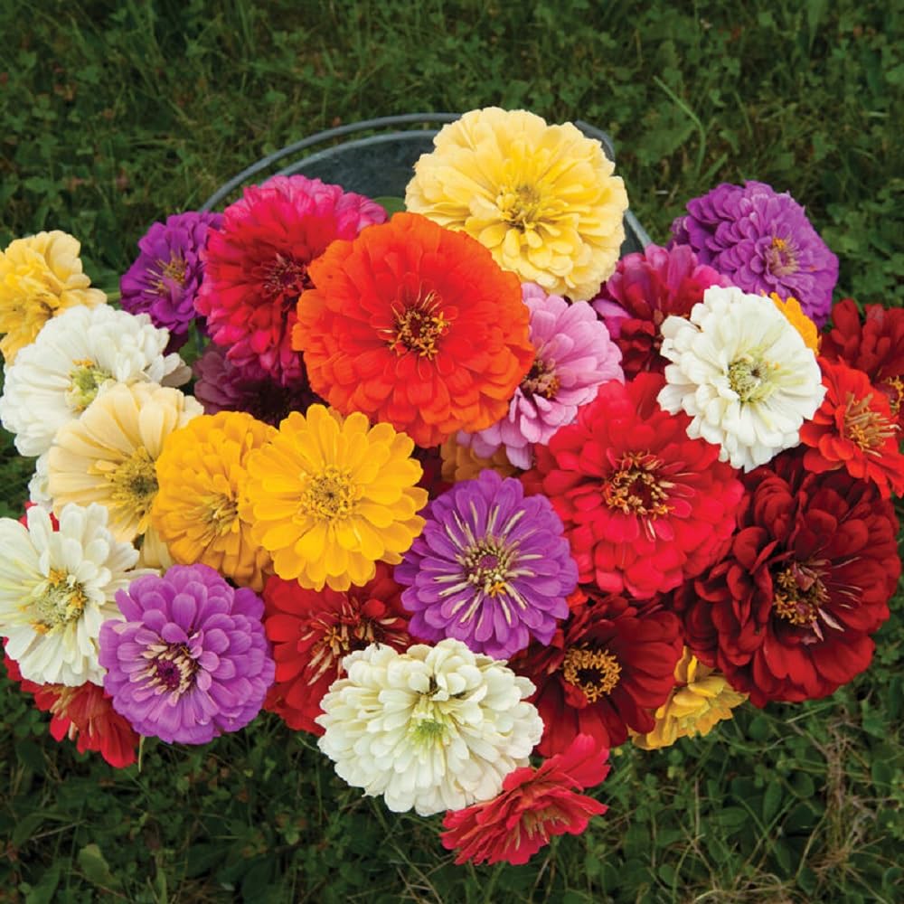 Seeds2Go zinnia giant dahlia mix cut-flowers for long-lasting bouquets