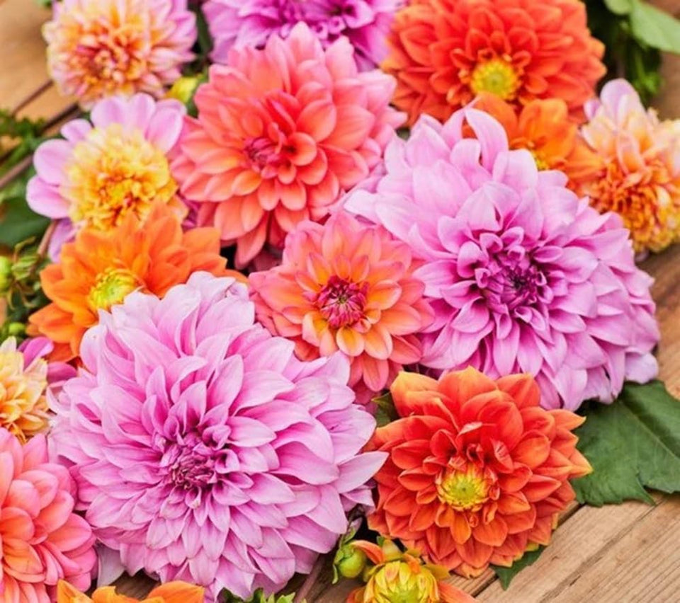 Seeds2Go zinnia giant dahlia mix seed pack promoting bright garden color throughout summer