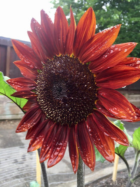 Seeds Of Strength easy-to-plant sunflowers empower beginners to grow tall dramatic blooms