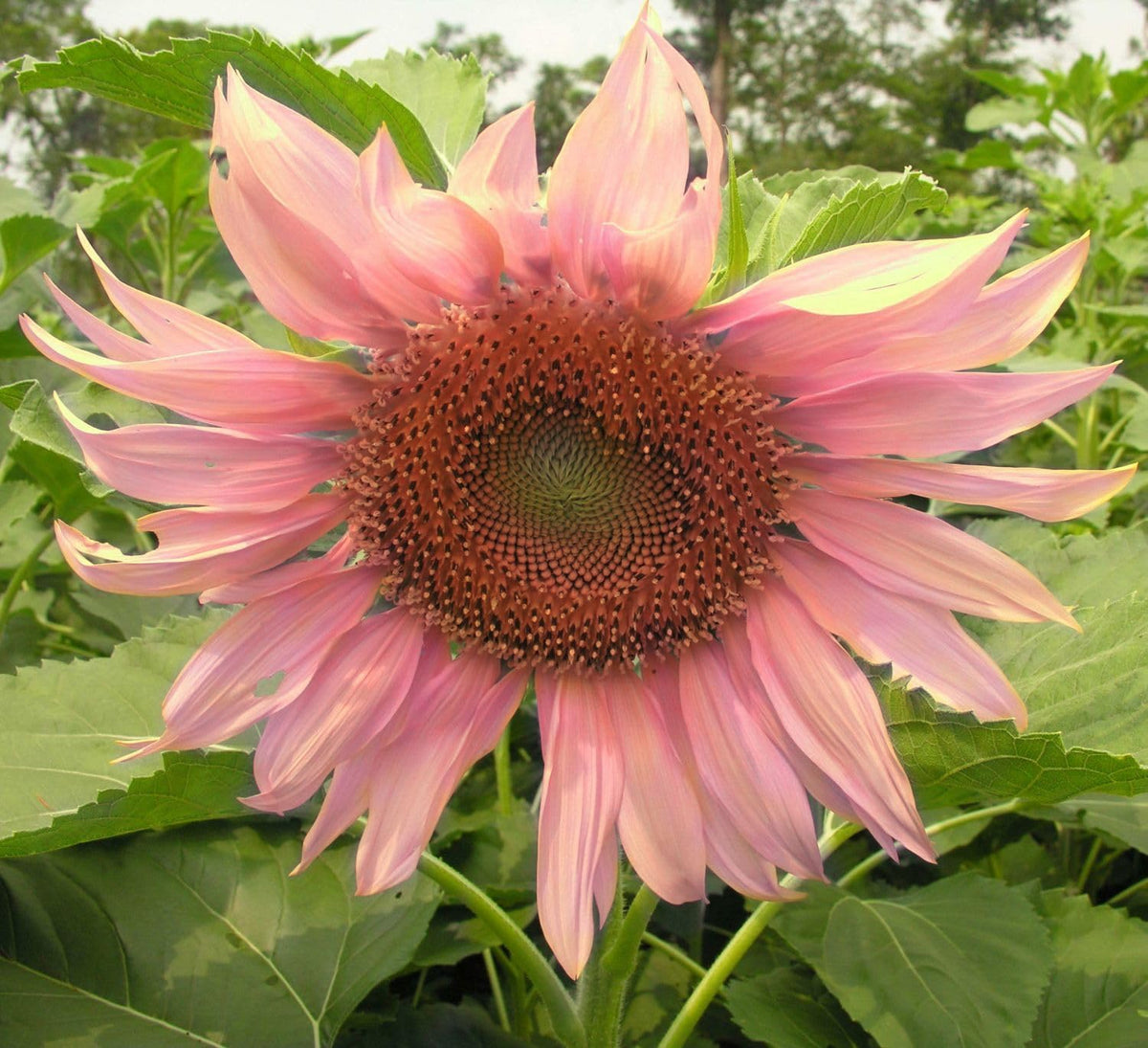 Seeds Of Strength giant sunflowers mix with pink blooms for cheerful garden color