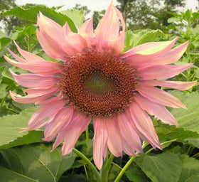 Seeds Of Strength giant sunflowers mix with pink blooms for cheerful garden color