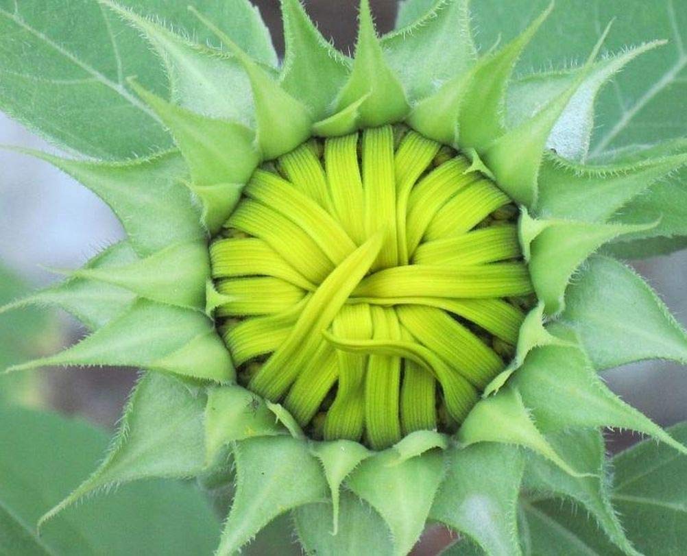 Seeds Of Strength giant sunflowers mix with purple blooms creating a vertical garden focal point