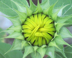 Seeds Of Strength giant sunflowers mix with purple blooms creating a vertical garden focal point
