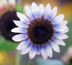 Seeds Of Strength giant sunflowers mix with yellow blooms brightening sunny beds and pollinators