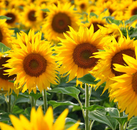 Seeds Of Strength heirloom non-GMO sunflowers offer vibrant color and biodiversity