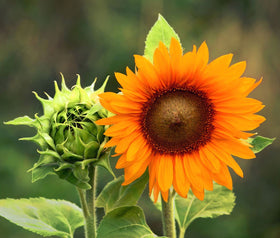 Seeds Of Strength pollinator-friendly sunflowers invite bees and butterflies to the garden