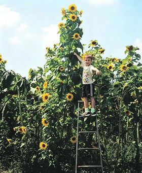 Seeds Of Strength Skyscraper Sunflower 40 seeds ready to plant for tall blooms in your garden.