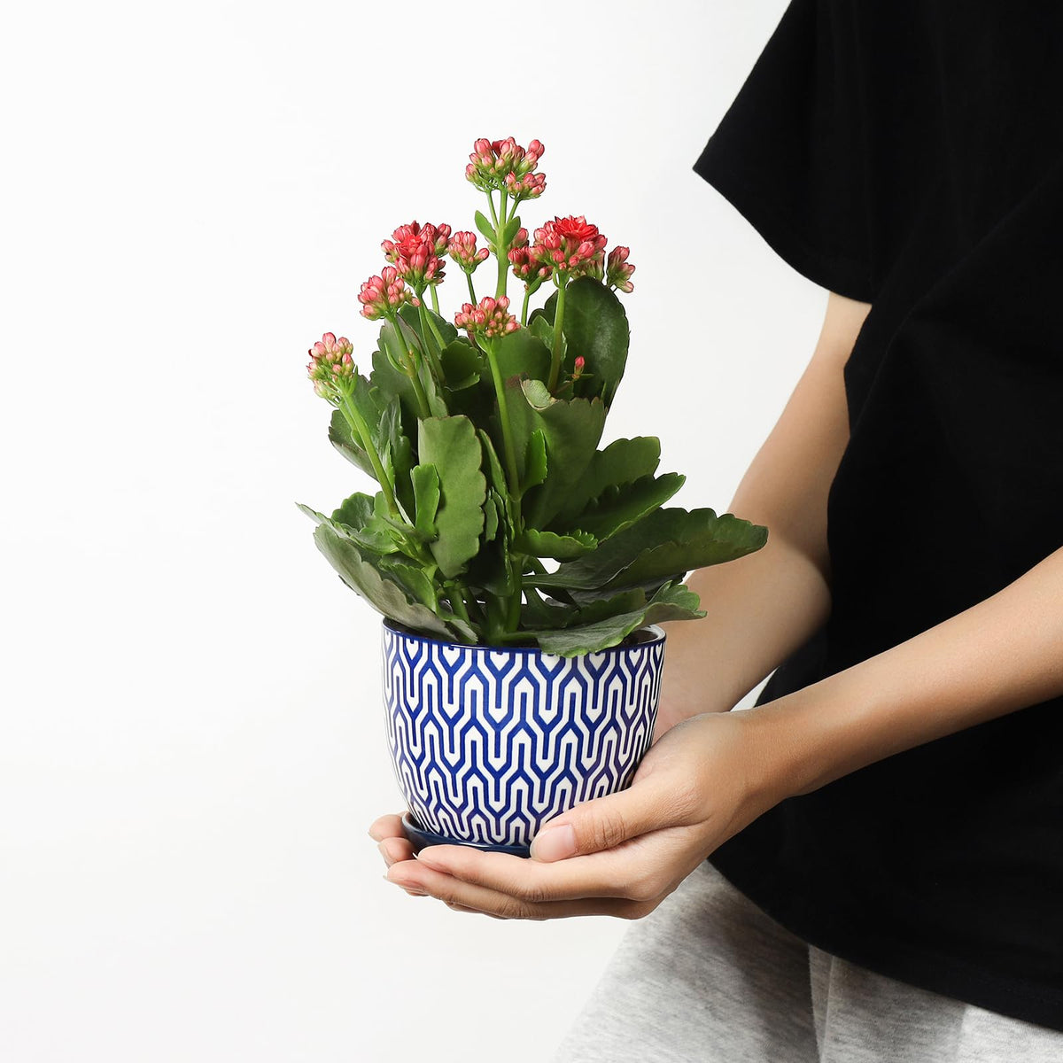 Selamica ceramic plant pot with blue saucer for tidy drainage.