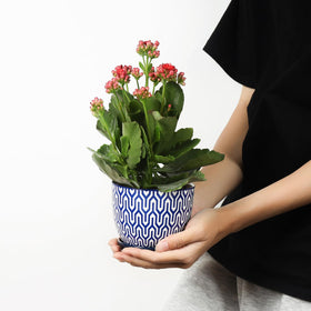Selamica ceramic plant pot with blue saucer for tidy drainage.