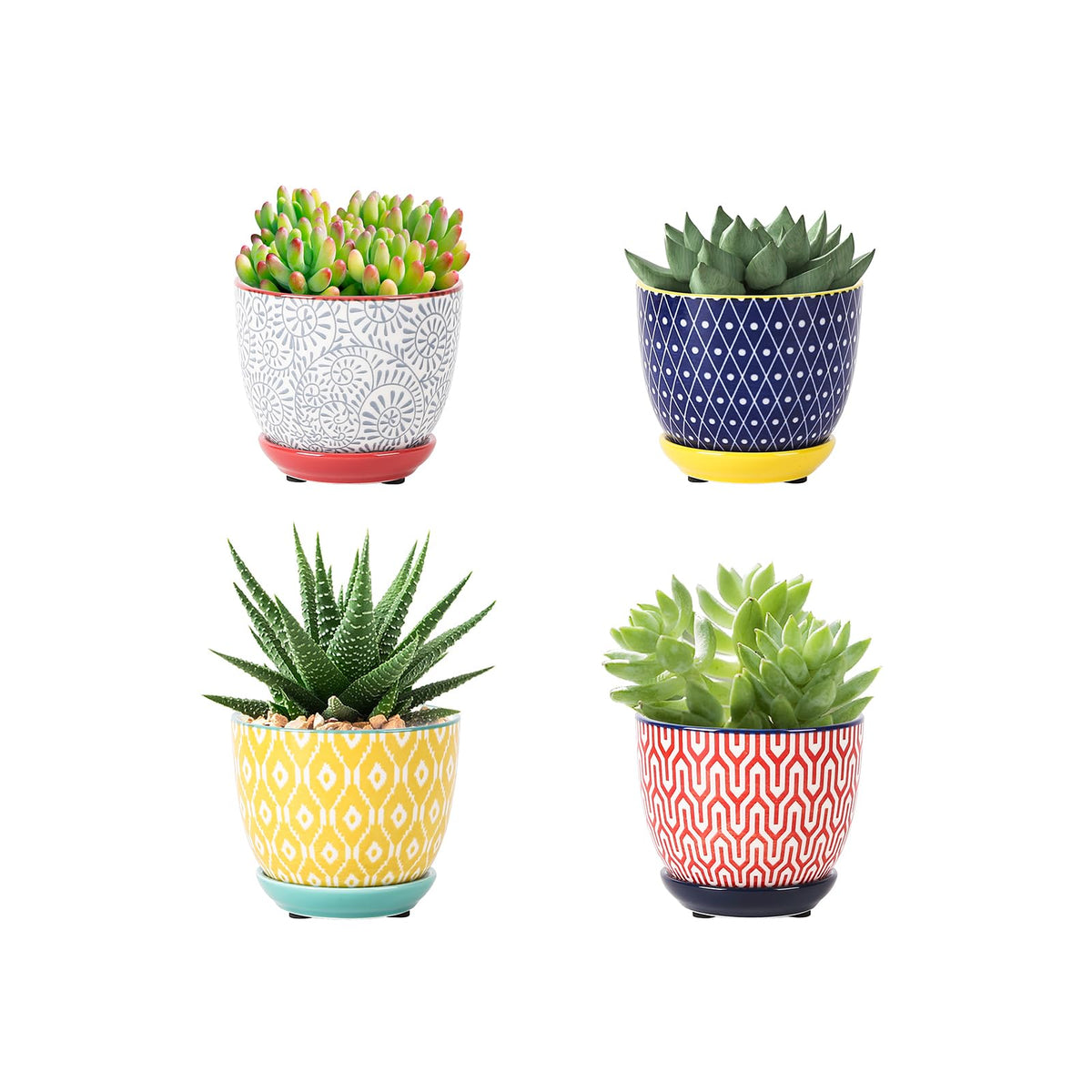 Selamica ceramic succulent pot 3.5-inch with drainage hole for healthy watering.