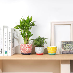Selamica indoor plant pot ideal for succulents and small greenery.