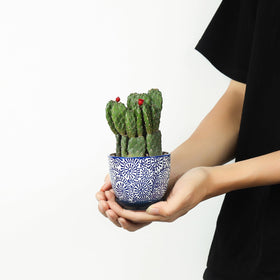 Selamica planters with removable tray and mesh pad prevent soil from clogging.