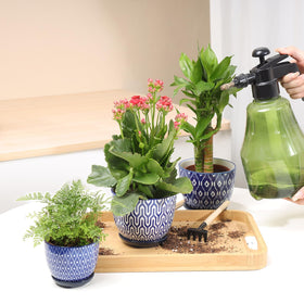 Set of four Selamica planters for windowsill, desk, or shelf displays.
