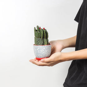 Selamica succulent pot with saucer protects surfaces and catches excess water.