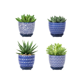 Selamica succulent pots with drainage hole support healthy root breathability.