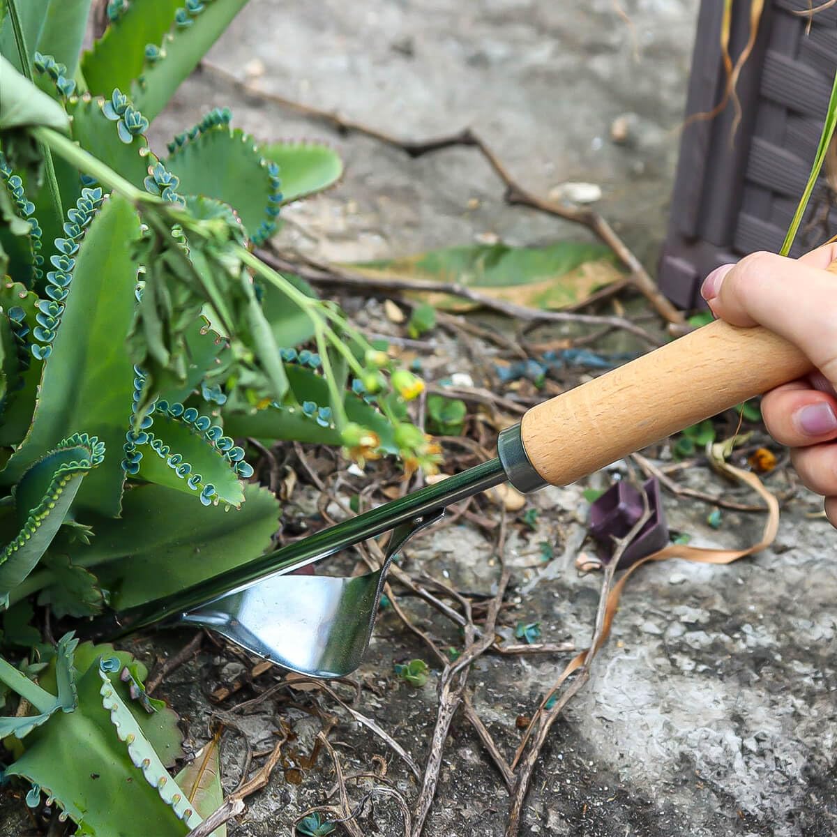 Semifrut lawn weeder digging soil and loosening for transplanting