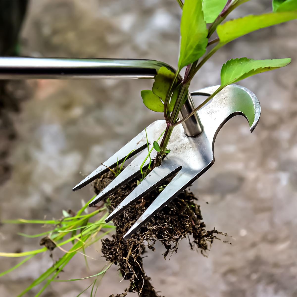 Semifrut compact digging tool for bed preparation and transplant prep.