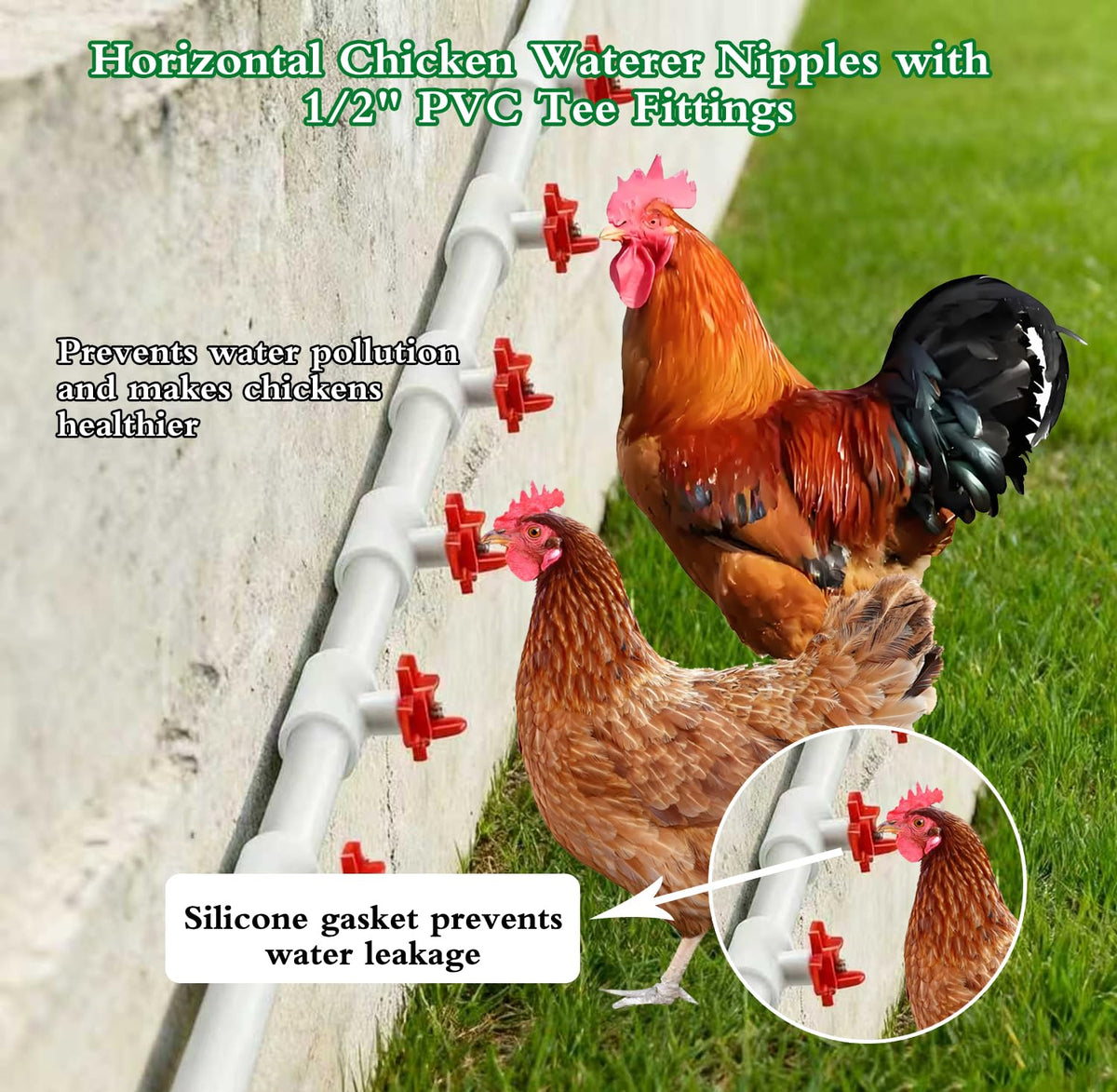Senylanhxy automatic poultry waterer system supports cleaner water access.