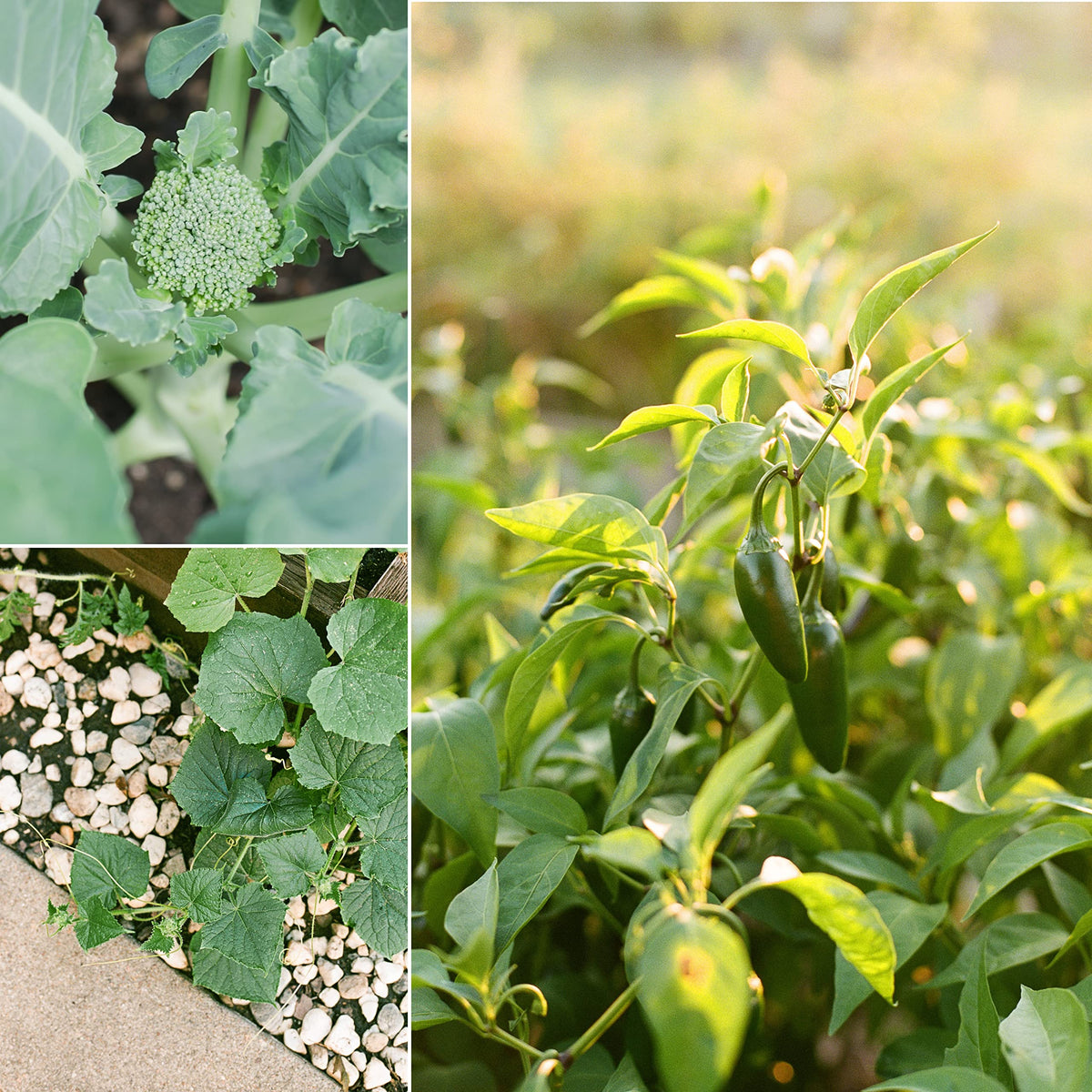 Sereniseed Bush Blue Lake 274 bean seeds pack for tender shell beans.