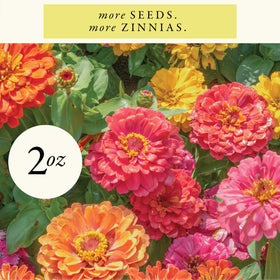 Sereniseed germination-rate tested seeds ensure strong emergence in your garden.
