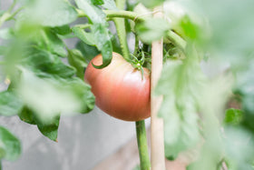 Sereniseed Brandywine Pink tomato seeds for large fruit and classic flavor