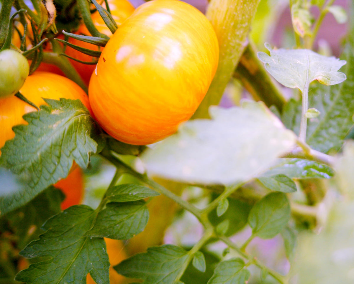 Sereniseed Yellow Pear tomato seeds for prolific, compact harvests