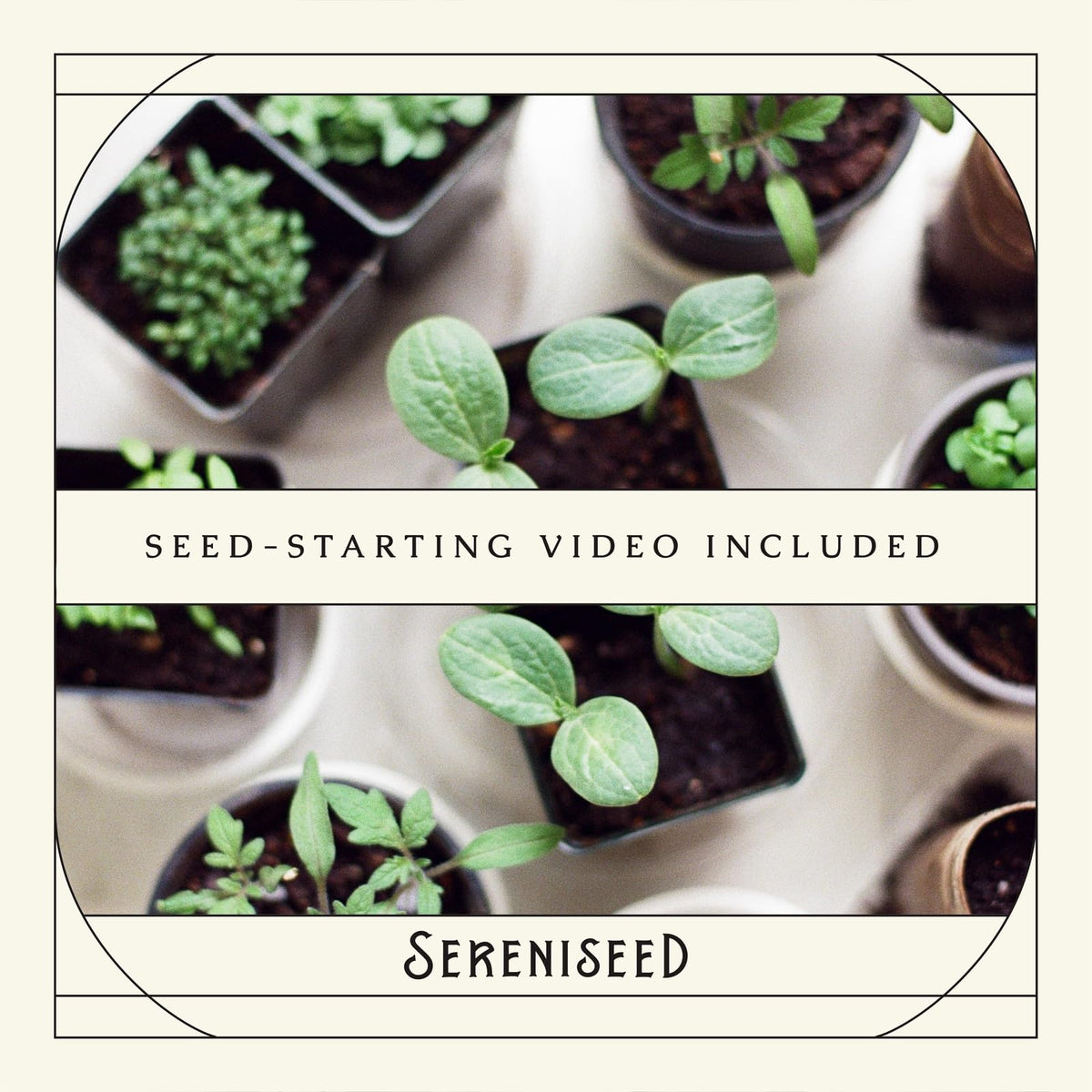 Sereniseed cilantro seeds Coriander pack for zesty homegrown garnish