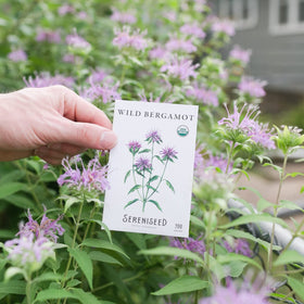 Sereniseed herbal seeds in a garden bed ready to grow