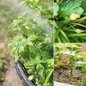 Sereniseed Jalapeno seeds pack for versatile peppers and salsas.