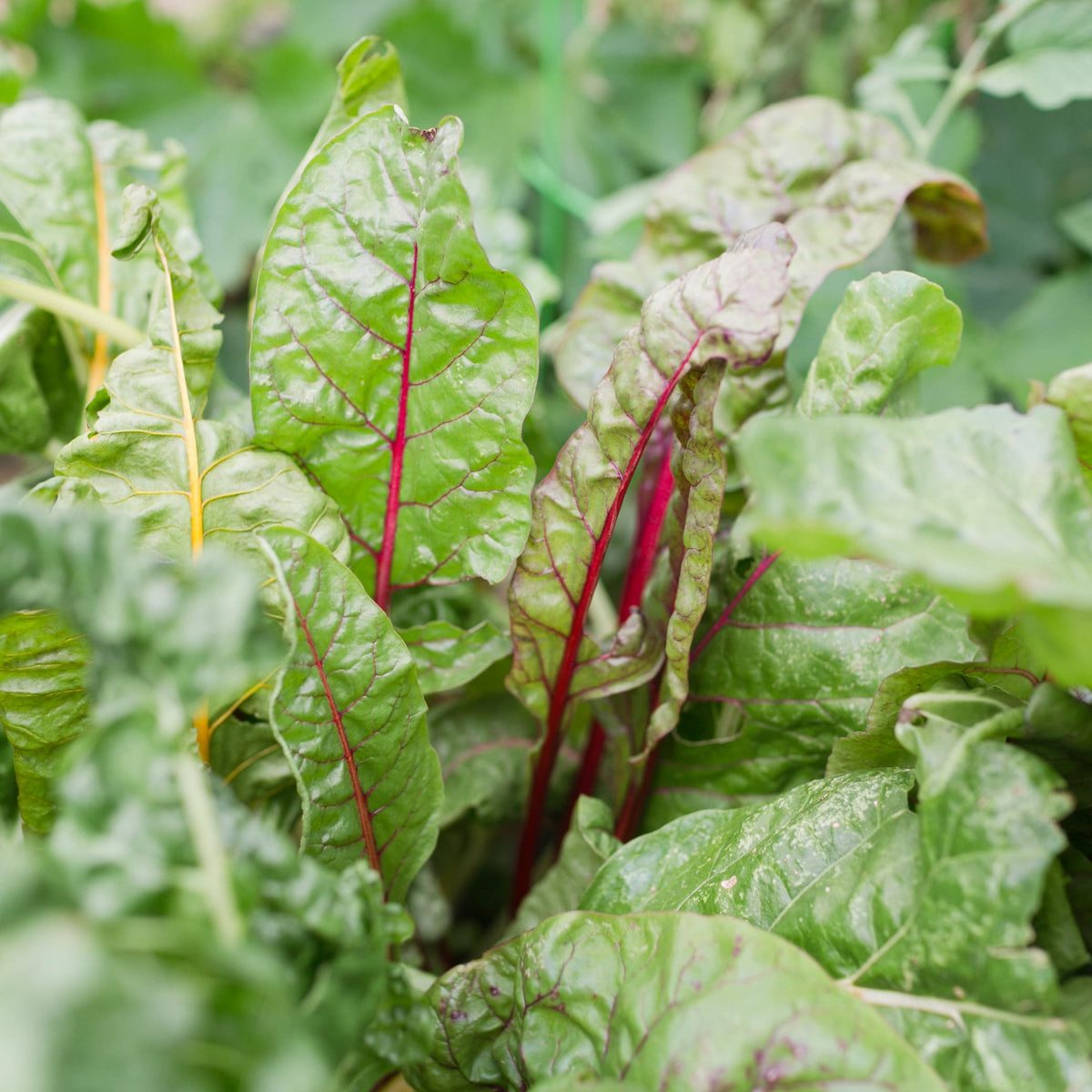 Sereniseed seed storage in a temperature-controlled walk-in cooler to maximize germination