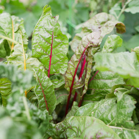 Sereniseed seed storage in a temperature-controlled walk-in cooler to maximize germination