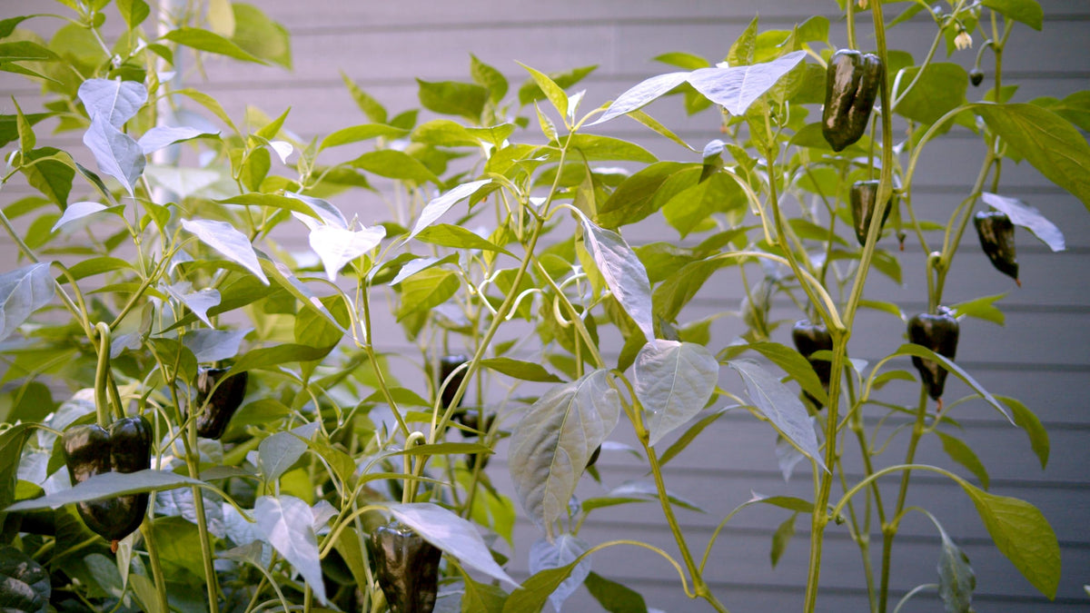 Sereniseed shishito seeds packet close-up for mild snacking peppers