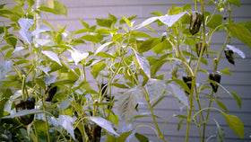 Sereniseed shishito seeds packet close-up for mild snacking peppers