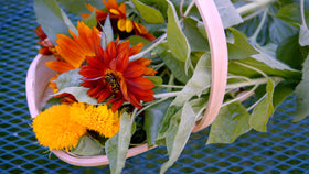 Sereniseed sunflower seeds varieties list highlighted, featuring Mammoth Grey Stripe for tall blooms.
