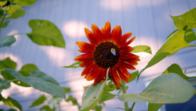 Sereniseed storage walk-in cooler image, climate-controlled conditions to preserve seed viability.