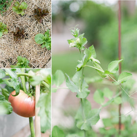 Sereniseed Brandywine Pink tomato seeds pack for rich tomato flavor.