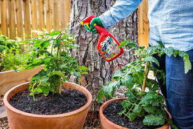 Sevin Ready-to-Use Insect Killer application on vegetable plants protects crops.