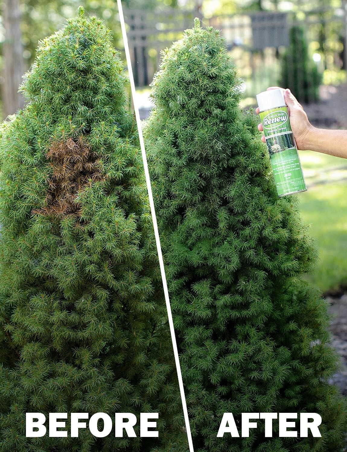 Seymour Renew Pristine outdoor yard context showing safe use on grass and shrubs