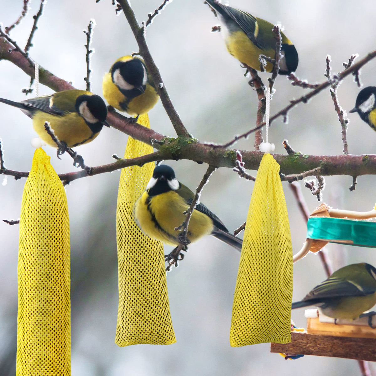 Shappy finch sock feeder yellow six-pack ready as a gift