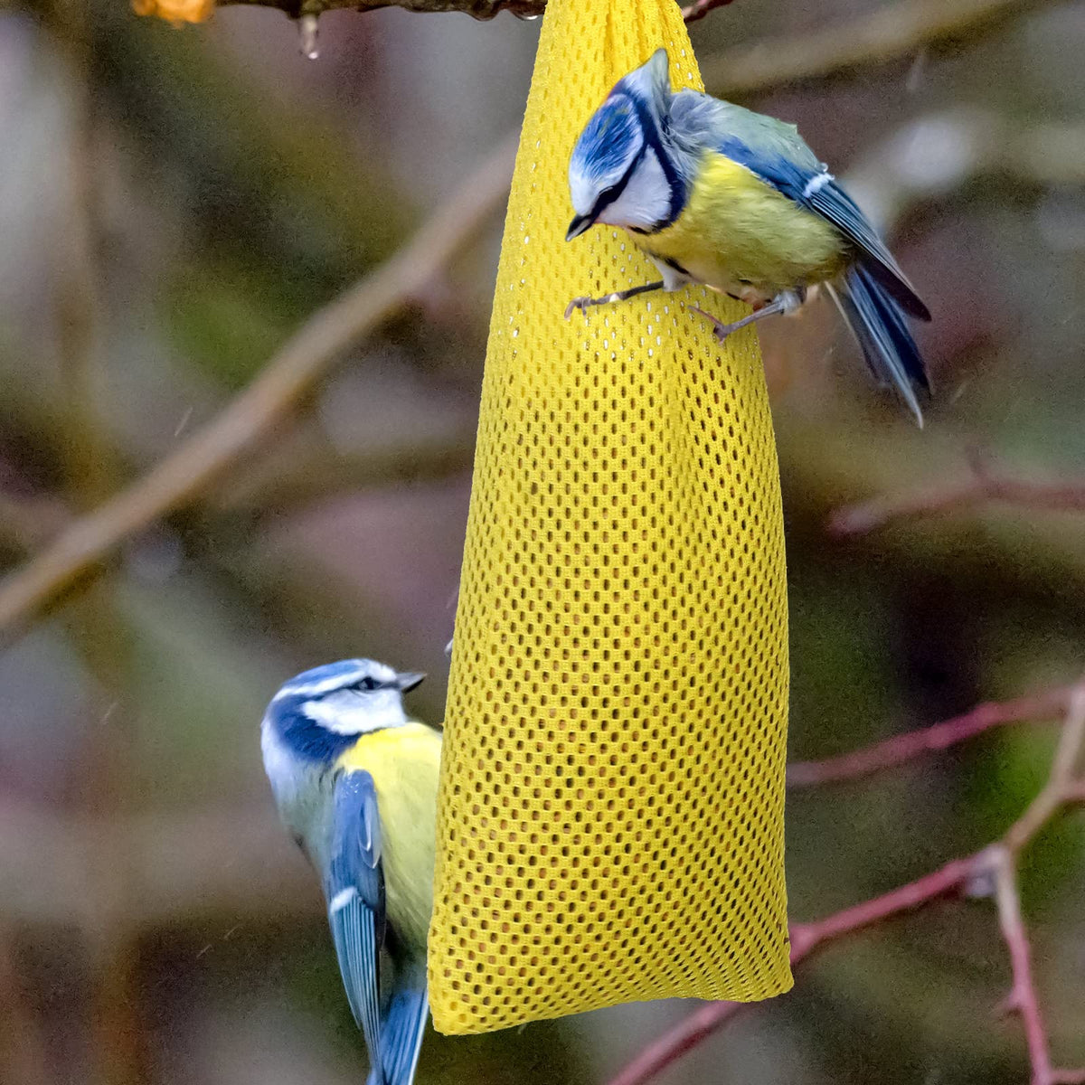Shappy finch sock feeder yellow cord lock in action